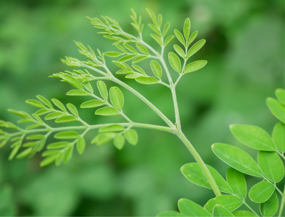 Moringa: The Superfood Everyone Needs